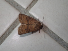 Hoplodrina octogenaria