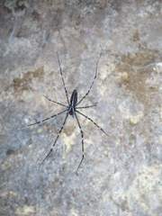 Psechrus