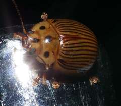 Paropsisterna intacta