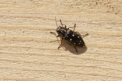 Buprestinae