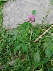 Trifolium pratense