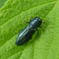 Agrilus cyanescens