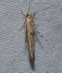 Stathmopoda hyposcia