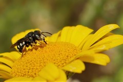 Pseudoanthidium nanum