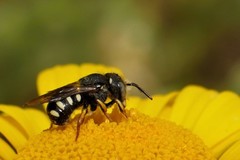 Pseudoanthidium nanum