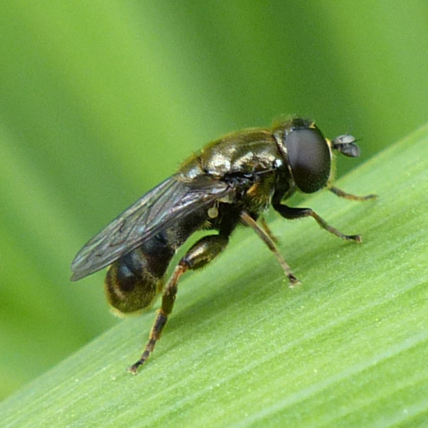 Lesser Bulb Fly