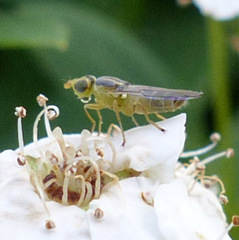 Meromyza