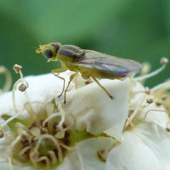 Meromyza