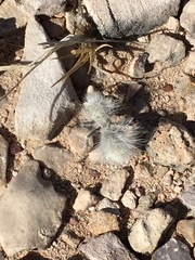 Dasymutilla pseudopappus