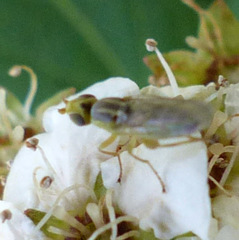Meromyza