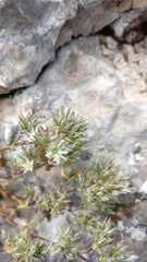 Minuartia glomerata