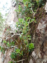 Vaccinium emarginatum