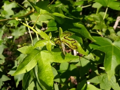 Phyllocnistis liquidambarisella