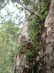Vaccinium emarginatum
