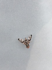 Pseudodyscrasis scutellaris