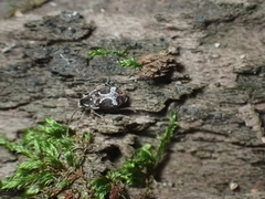 Ptinomorphus imperialis