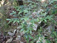 Theaceae