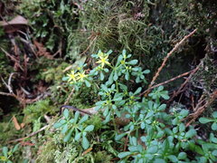 Sedum actinocarpum
