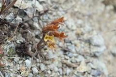 Aphyllon franciscanum