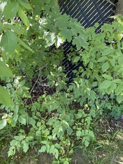 Acer negundo
