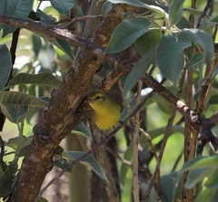 Vireo hypochryseus
