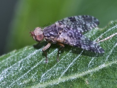 Tephritis vespertina
