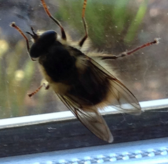 Criorhina bubulcus