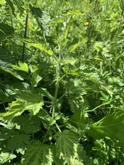 Urtica dioica