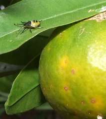 Biprorulus bibax