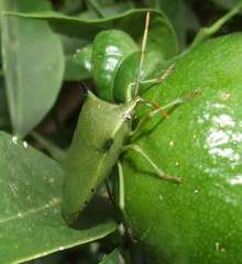 Biprorulus bibax