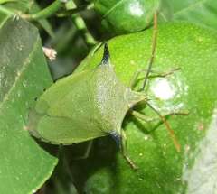 Biprorulus bibax