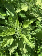 Urtica dioica