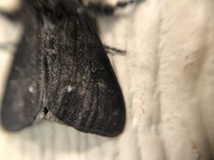 Dasychira grisefacta