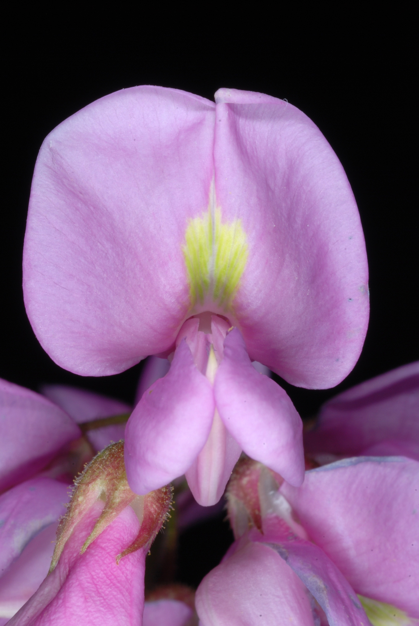 Robinia hispida var. nana