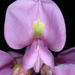 Robinia hispida nana - Photo (c) Douglas Goldman, μερικά δικαιώματα διατηρούνται (CC BY), uploaded by Douglas Goldman