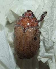 Anoplognathus velutinus