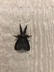 Dasychira grisefacta