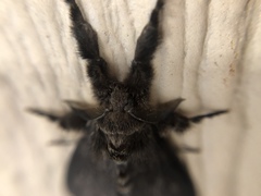 Dasychira grisefacta