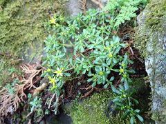 Sedum actinocarpum