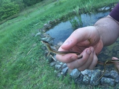 Thamnophis saurita septentrionalis