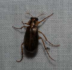 Palimmeces poecilella