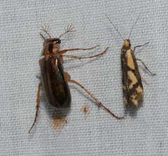 Palimmeces poecilella