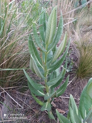 Asclepias notha
