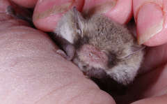 Vespadelus vulturnus