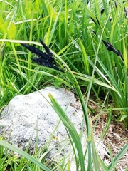 Carex atrata