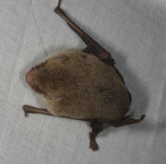 Vespadelus vulturnus