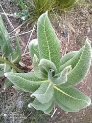 Asclepias notha