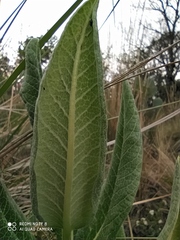 Asclepias notha