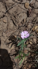 Phlox woodhousei