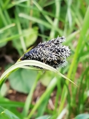 Carex atrata